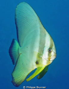 Portrait of batfish by Philippe Brunner 